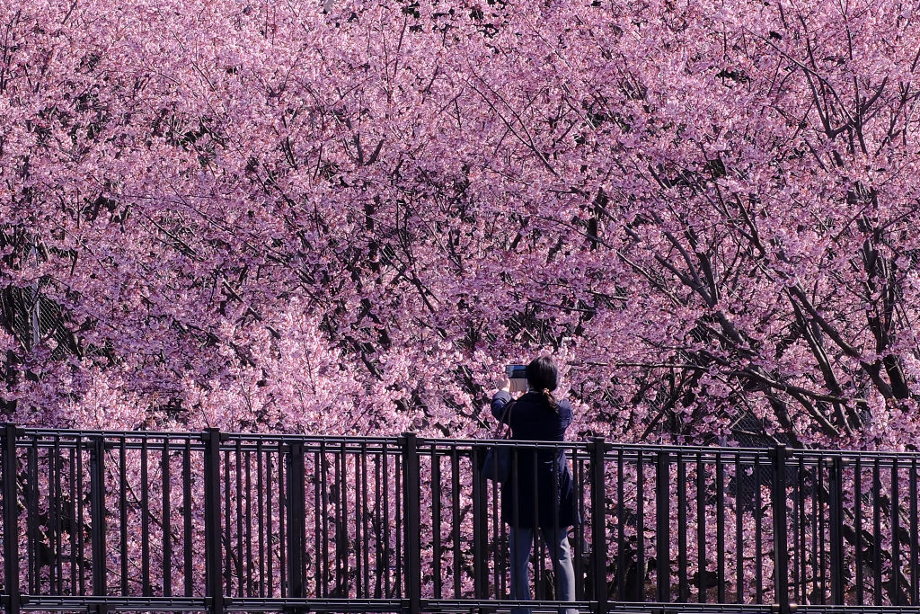 La fioritura dei ciliegi in Giappone